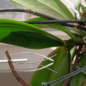 Sterling Silver Ichthus Drop Earrings